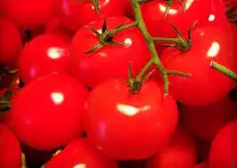 Tomato Plant 